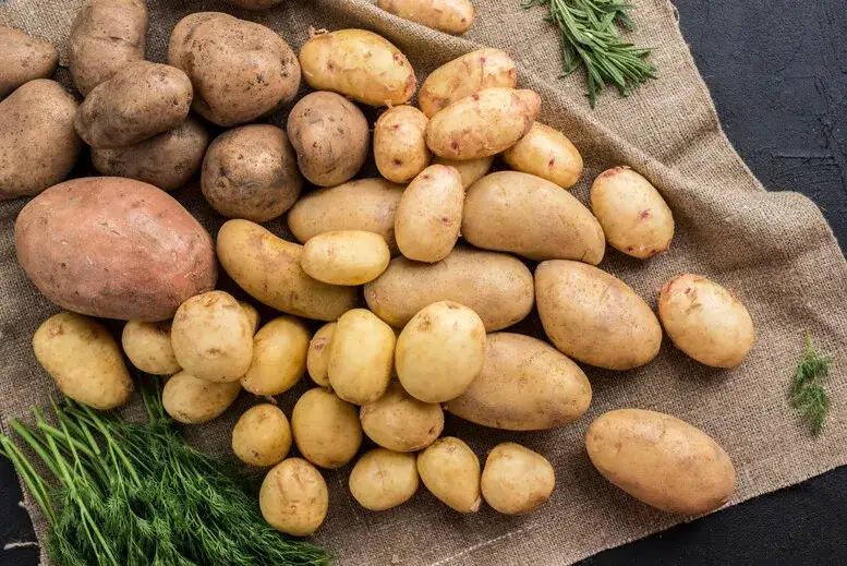 r&oacute;żne odmiany ziemniak&oacute;w na frytki